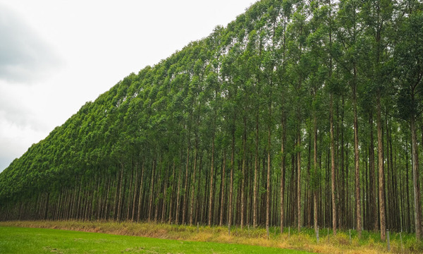 Paraguay revela el valor oculto de sus bosques en un inventario histórico con participación indígena - OviedoPress