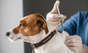 Impulsan campaña de vacunación antirrábica para mascotas en Coronel Oviedo - OviedoPress