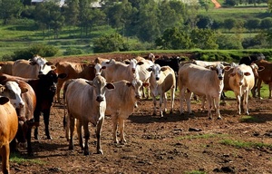 ¿Cómo afecta el dólar bajo a la ganadería?
