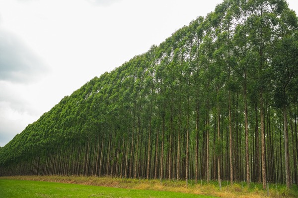Inventario Forestal Nacional 2026 del INFONA evidencia rol de los bosques en Paraguay - ADN Digital
