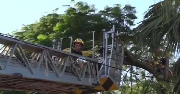 La Nación / Rescatan a trabajador que quedó colgado mientras podaba un árbol en CDE