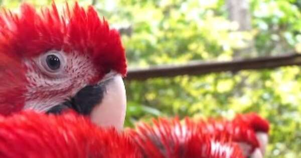 La Nación / Guacamayos rojos que fueron rescatados serán liberados y desplegarán toda su belleza