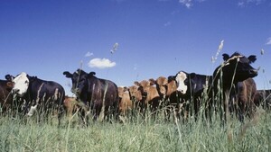 Ganadero pierde más de USD 148 mil en falsa compra de ganado en Horqueta