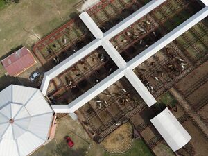 Bangor vendió invernada de la Regional San Pedro en un mercado que reflejó firmeza para los terneros