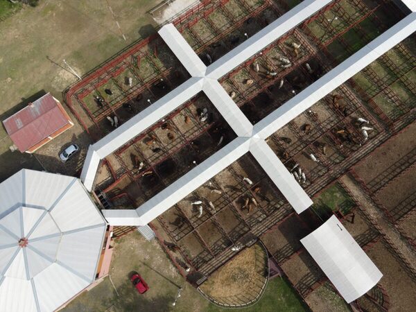 Bangor vendió invernada de la Regional San Pedro en un mercado que reflejó firmeza para los terneros