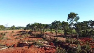 Condena de solo dos años con suspensión por delitos que ocasionaron afectaciones a Reserva Natural Yguazú - PDS RADIO Y TV