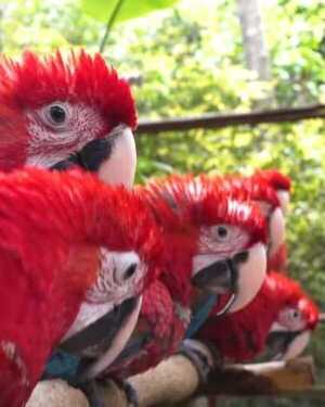 Popular / Guacamayos pytã a punto de ser liberados a su hábitat natural 