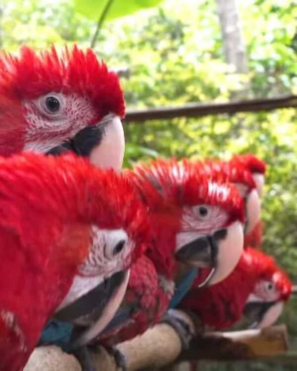 Popular / Guacamayos pytã a punto de ser liberados a su hábitat natural 