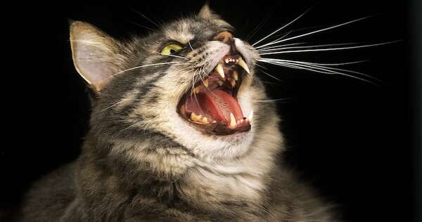 Maullidos nocturnos: qué le pasa a tu gato a las 3 a.m. y cómo ayudarlo a descansar - Mascotas - ABC Color