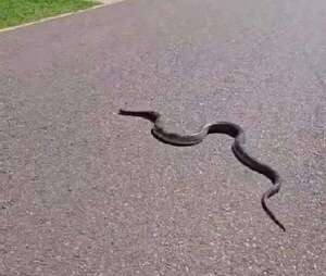 Video: captan a una ñacaniná en pleno sendero del Parque Guasu - Nacionales - ABC Color