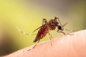 Dengue: confirman reaparición del serotipo DENV-3, importado de Brasil - Nacionales - ABC Color