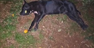 Pitbull atacó a su dueño y dejó otros lesionados