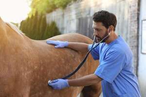 Día Mundial del Veterinario: un rol vital en nuestra comunidad - Mascotas - ABC Color