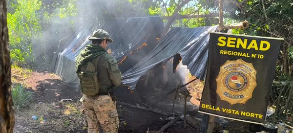 Eliminan 12 toneladas de marihuana en Amambay