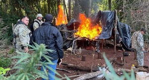 Senad saca de distribución 12 toneladas de marihuana en Amambay