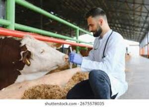 Veterinaria: alta demanda laboral y la excelencia académica como llave al éxito