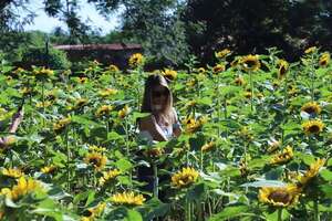 Vuelven los girasoles en Yaguarón: el regalo anticipado para mamá - Nacionales - ABC Color