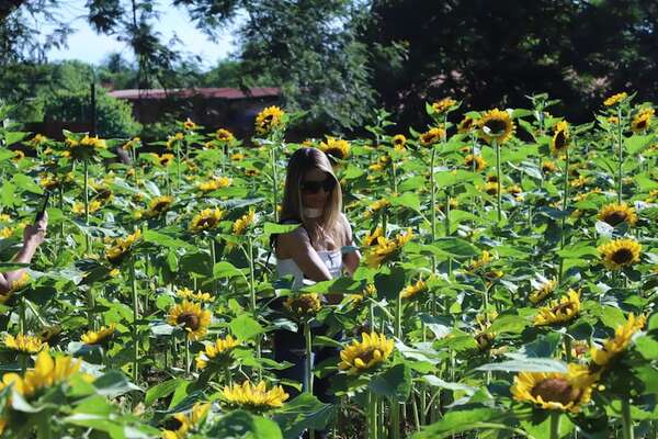 Vuelven los girasoles en Yaguarón: el regalo anticipado para mamá - Nacionales - ABC Color