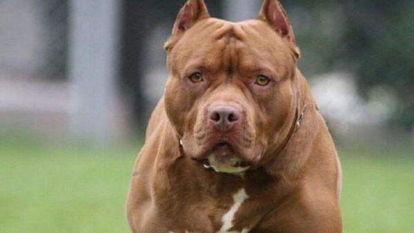 Pitbull deja gravemente heridos a su dueño y un vecino - ADN Digital