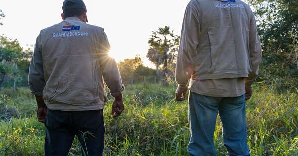 La Nación / Paraguay avanza en la estructuración de acuerdos de carbono con Singapur