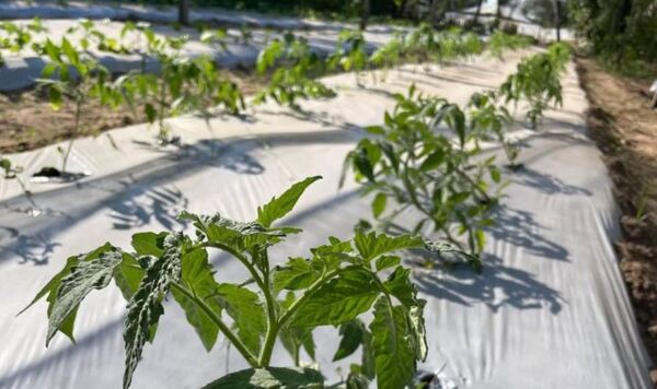 Proyecto busca transformar residuos de faena bovina en bioinsumos para la producción agrícola