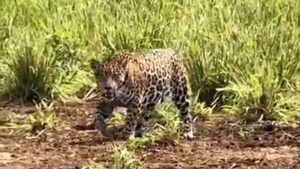 Avistan un yaguareté por primera vez en colonia de Amambay: Sería hembra y estaría embarazada