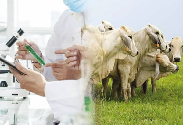 Entre conocimiento y producción: el desafío de la ganadería paraguaya - El Trueno