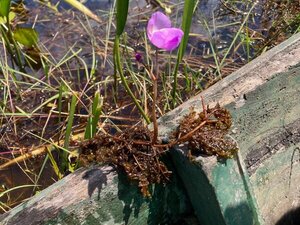 Flores vistosas y tallos cazadores: La Utricularia, planta carnívora de nuestros humedales