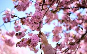 “Sakura” en el Norte: postales imperdibles de los cerezos en Berlín y otras ciudades - Viajes - ABC Color