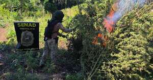 La Nación / Senad destruyó centros de producción de marihuana en Amambay