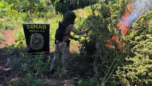 Destruyen plantaciones de marihuana en una reserva forestal de Bella Vista Norte