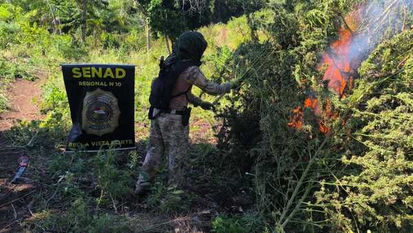 Destruyen plantaciones de marihuana en una reserva forestal de Bella Vista Norte