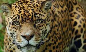 Video: reportan el avistamiento de un ejemplar de yaguareté en Zanja Pytã - Nacionales - ABC Color