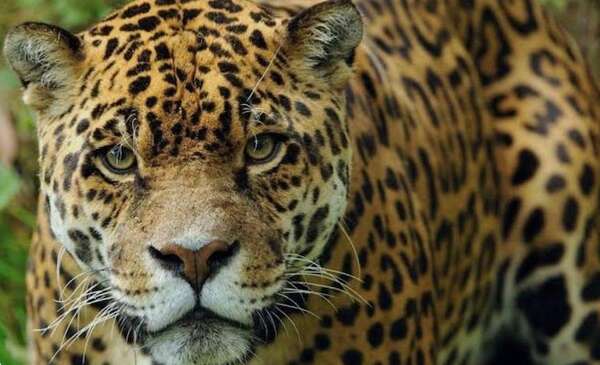 Video: reportan el avistamiento de un ejemplar de yaguareté en Zanja Pytã - Nacionales - ABC Color