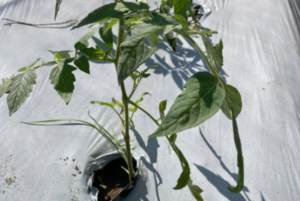 Pilar impulsa gestión sostenible de residuos de faena bovina - 5Días