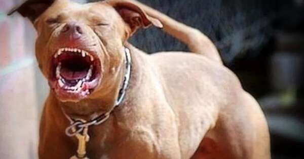 La Nación / Hombre herido por su pitbull