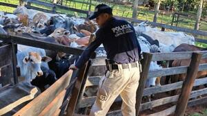 Investigan presunta red de estafa ganadera por más de G. 522 millones