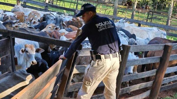 Investigan presunta red de estafa ganadera por más de G. 522 millones
