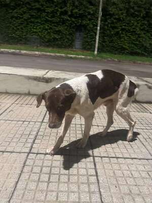 Tierno - Encontrá a tu mascota - ABC Color