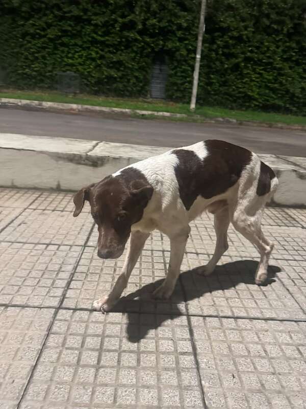 Tierno - Encontrá a tu mascota - ABC Color