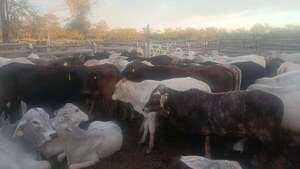 Desbaratan banda que estafó 522 millones de guaraníes con ganado inexistente - Policiales - ABC Color