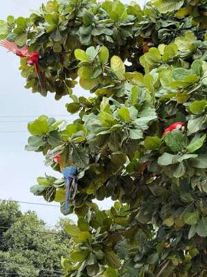 Video: tres gua’a pytã aparecen en zona urbana de Vallemí - Nacionales - ABC Color