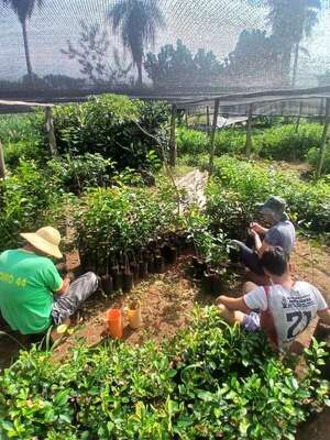 Plantines de cítricos de Cabañas ganan mercado en calidad, tradición y precios accesibles - Nacionales - ABC Color