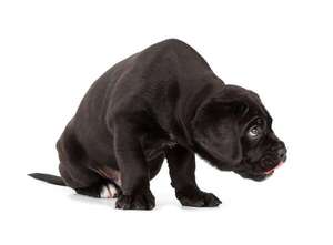 Aprendé 6 formas de aumentar la confianza de tu perro sin forzarlo - Mascotas - ABC Color