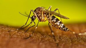 Nuevo serotipo de dengue pone en riesgo a la población infantil