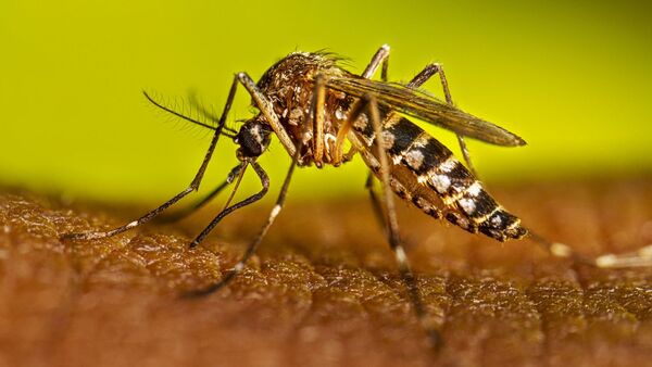 Nuevo serotipo de dengue pone en riesgo a la población infantil