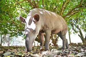 Itaipú conmemora el Día Mundial del Tapir con acciones para la conservación de la especie | DIARIO PRIMERA PLANA