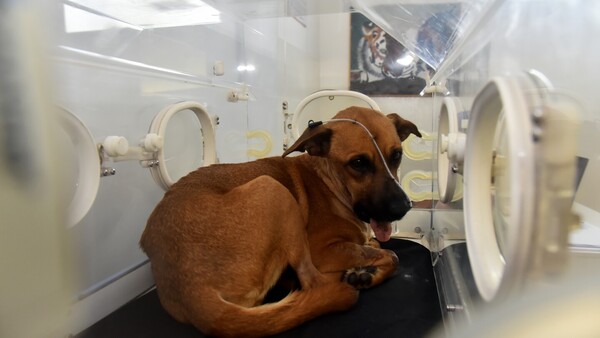 Canela se somete a su tercera cirugía tras perder la mandíbula por explosión de cebollón