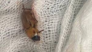 Lembú entró en el oído de una mujer que dormía y médicos extrajeron el bicho