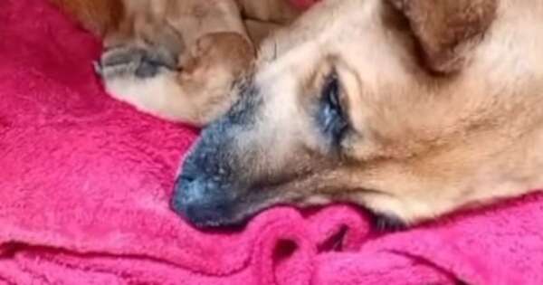 La Nación / Canela ingresó al quirófano por tercera vez tras una recaída